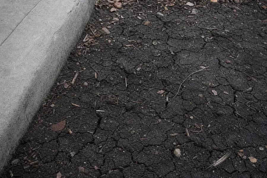 Cracked, dried clay soil beside a driveway edge